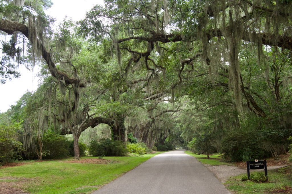 Magnolia Plantation and Gardens (Charleston, South Carolina) — Swamp Thing filming location in Charleston