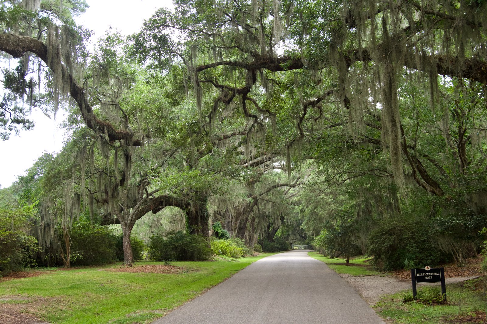 Magnolia Plantation and Gardens (Charleston, South Carolina)