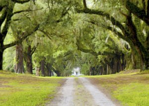 Mansfield Plantation — The Patriot filming location in Georgetown, Georgetown County