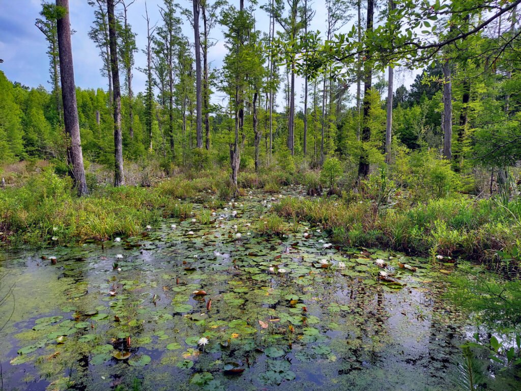 Cypress Gardens (Moncks Corner) — The Patriot filming location in Moncks Corner, Berkeley County