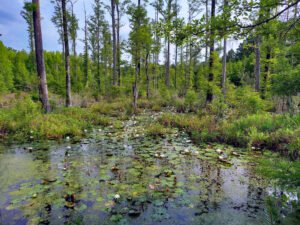 Cypress Gardens (Moncks Corner) — The Patriot filming location in Moncks Corner, Berkeley County