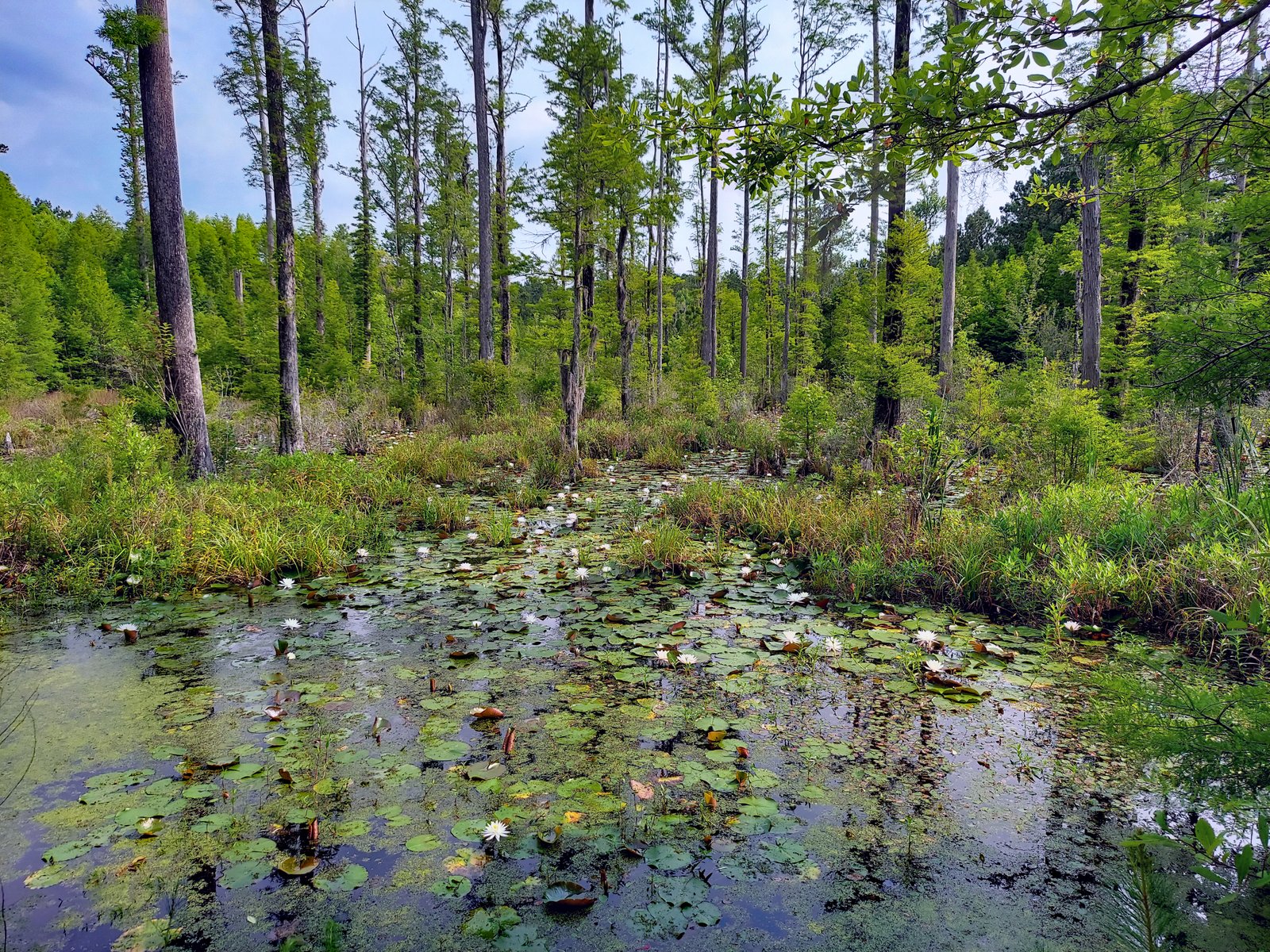 Cypress Gardens (Moncks Corner)